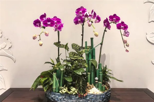 蝴蝶兰一年可以开多少次，每年开放一次花期多为4-6月份