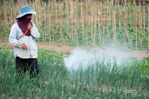 春季怎么管理大蒜，浇施蒜头膨大水可满足水分需求