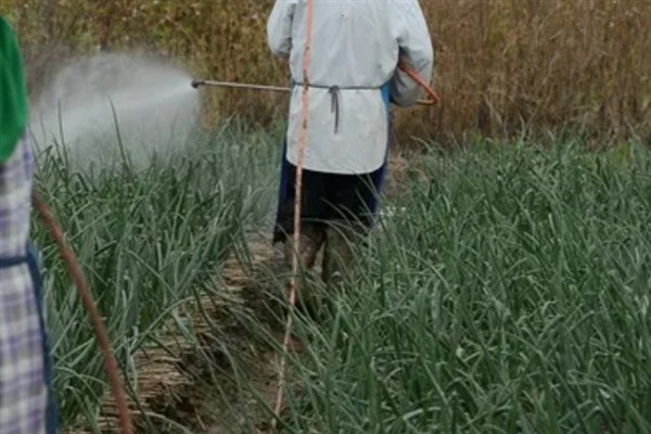 春季怎么管理大蒜，浇施蒜头膨大水可满足水分需求