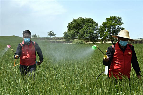 春季怎么管理大蒜，浇施蒜头膨大水可满足水分需求