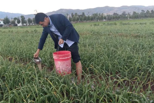 春季怎么管理大蒜，浇施蒜头膨大水可满足水分需求