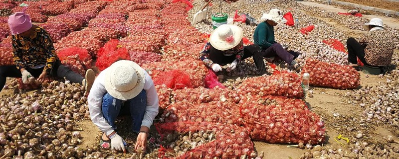 春季怎么管理大蒜，浇施蒜头膨大水可满足水分需求