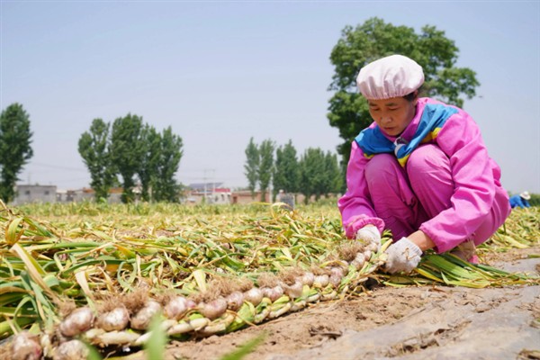 春季怎么管理大蒜，浇施蒜头膨大水可满足水分需求
