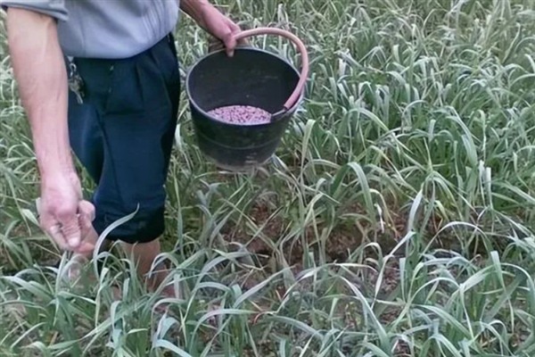 春季怎么管理大蒜，浇施蒜头膨大水可满足水分需求