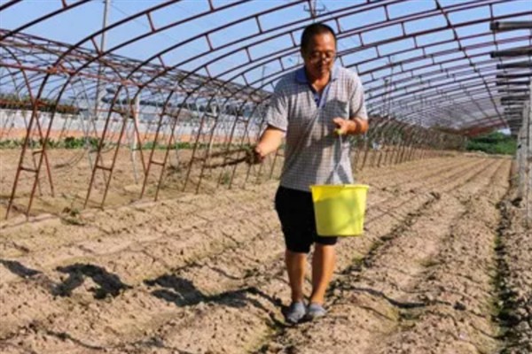 春季怎么管理大蒜，浇施蒜头膨大水可满足水分需求