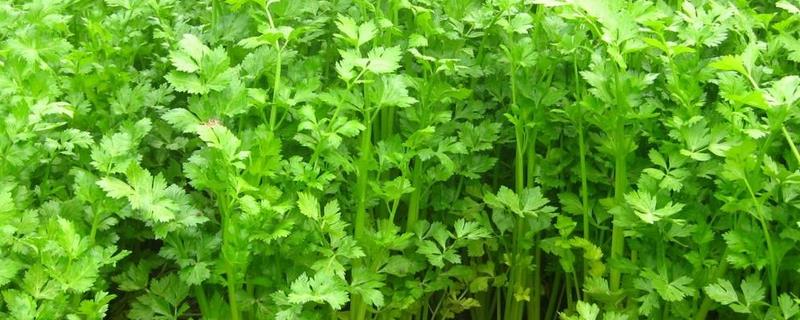 芹菜的种植方法，播种前需浸种