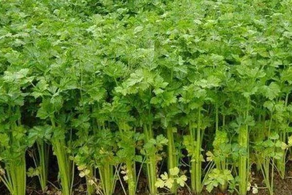 芹菜的种植方法，播种前需浸种