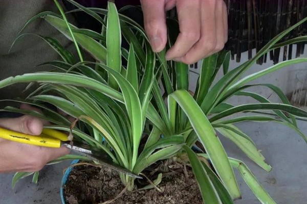 吊兰抽穗要不要剪除，植株过于旺盛、影响造型时可以修剪