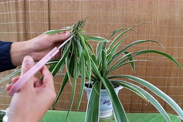吊兰抽穗要不要剪除，植株过于旺盛、影响造型时可以修剪