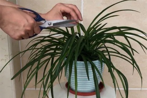 吊兰抽穗要不要剪除，植株过于旺盛、影响造型时可以修剪