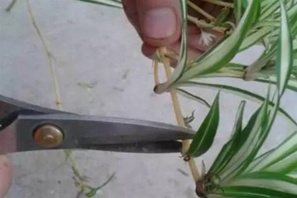 吊兰抽穗要不要剪除，植株过于旺盛、影响造型时可以修剪