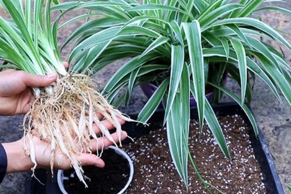 吊兰抽穗要不要剪除，植株过于旺盛、影响造型时可以修剪