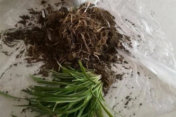 吊兰抽穗要不要剪除，植株过于旺盛、影响造型时可以修剪