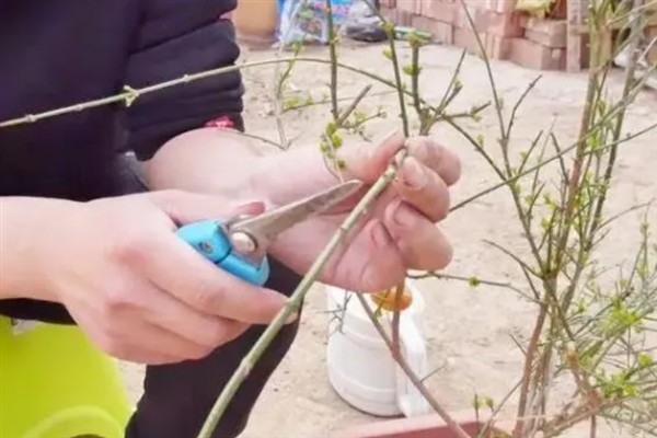 迎春花只有根没干如何解决，种在疏松肥沃的土壤中可让它发芽长出枝干