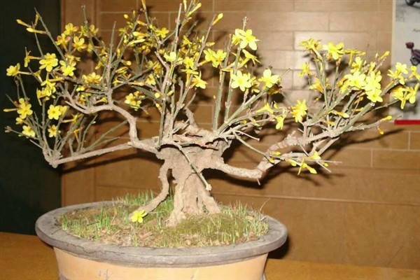 迎春花只有根没干如何解决，种在疏松肥沃的土壤中可让它发芽长出枝干