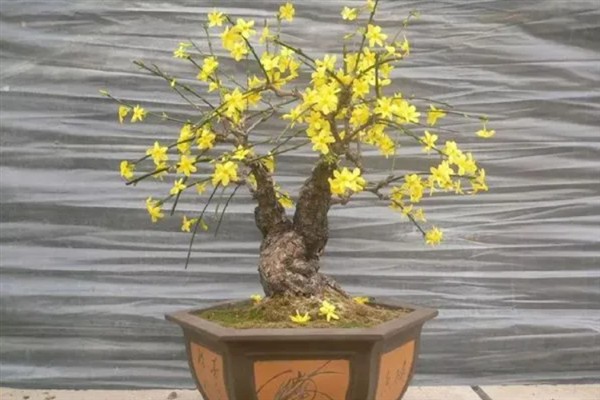 迎春花只有根没干如何解决，种在疏松肥沃的土壤中可让它发芽长出枝干