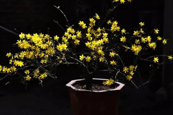 迎春花只有根没干如何解决，种在疏松肥沃的土壤中可让它发芽长出枝干