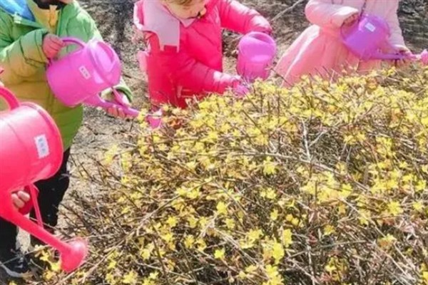 迎春花只有根没干如何解决，种在疏松肥沃的土壤中可让它发芽长出枝干