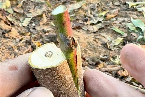 苹果树的嫁接时间，通常在6-8月进行