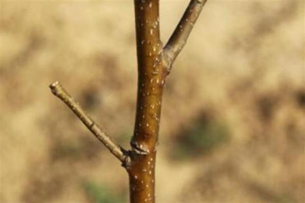 苹果树的嫁接时间，通常在6-8月进行