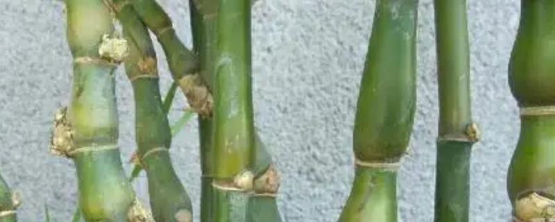 罗汉竹的种类，罗汉竹只有一种