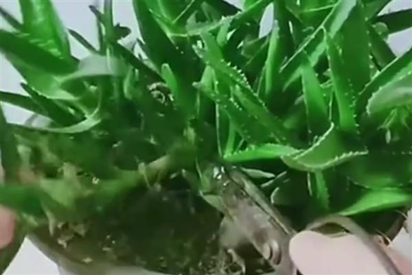 芦荟变成褐色的原因，可能是土壤板结或浇水过多所致
