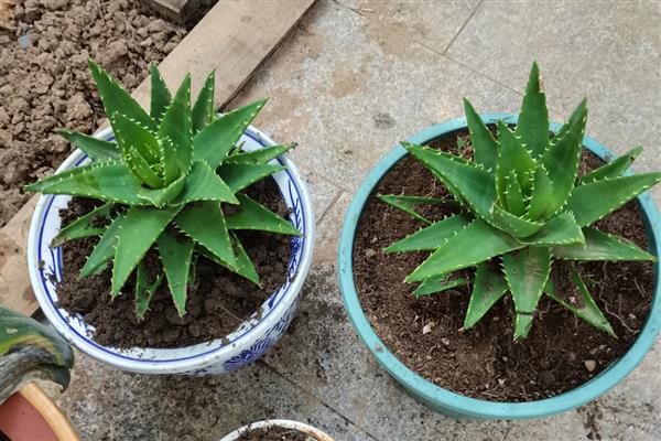 芦荟变成褐色的原因，可能是土壤板结或浇水过多所致