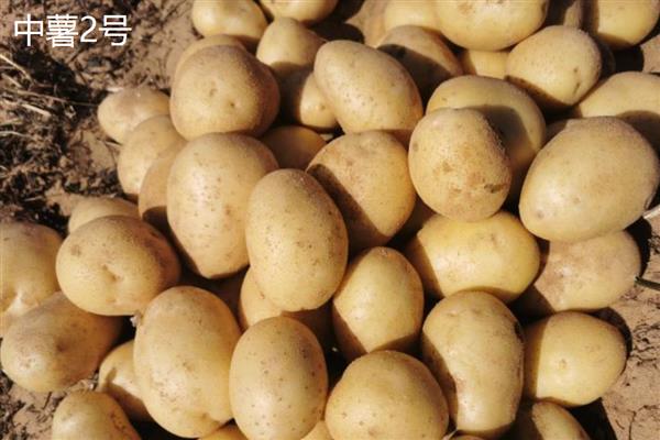马铃薯有什么好品种，东农303、中薯2号等品种可获得高产