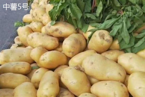 马铃薯有什么好品种，东农303、中薯2号等品种可获得高产