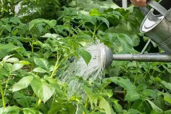马铃薯有什么好品种，东农303、中薯2号等品种可获得高产