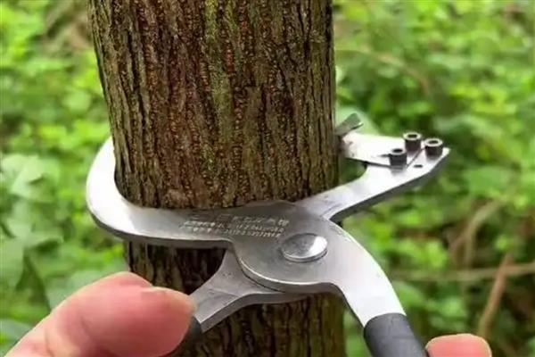 果树环割有什么作用，能起到促进花芽分化、提高果实品质等效果