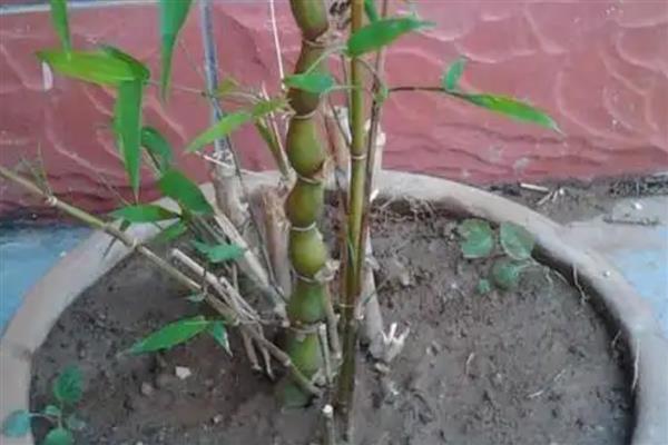 罗汉竹的种类，罗汉竹只有一种