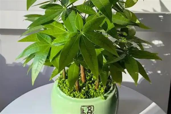 怎么养殖发财树，春冬季节放在光照充足的位置