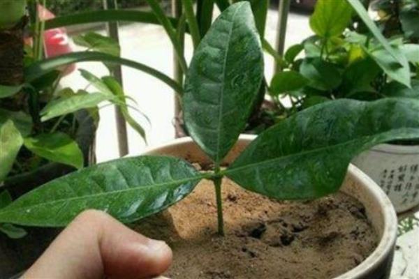怎么养殖发财树，春冬季节放在光照充足的位置