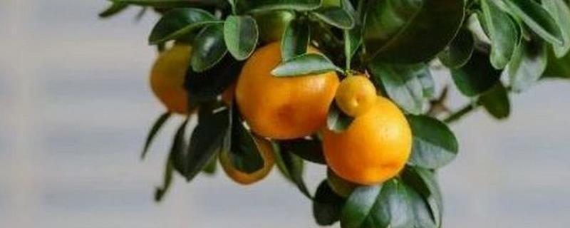 种植金桔树要用深盆吗，使用深盆才能提供充足的生长空间