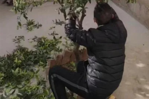 种植金桔树要用深盆吗，使用深盆才能提供充足的生长空间