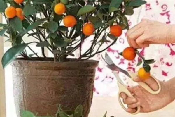 种植金桔树要用深盆吗，使用深盆才能提供充足的生长空间