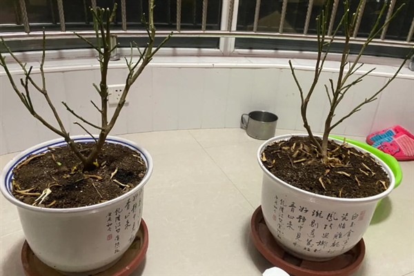 种植金桔树要用深盆吗，使用深盆才能提供充足的生长空间