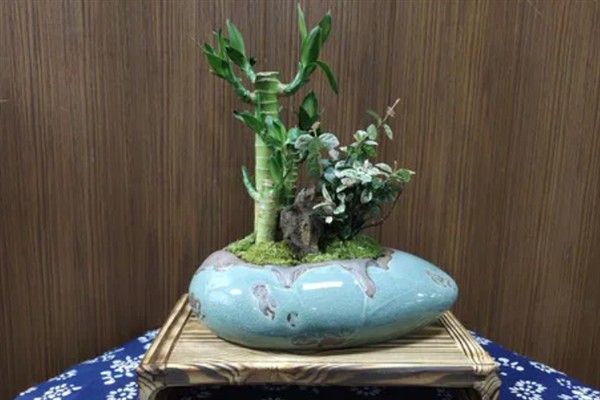 冬天富贵竹怎么养才不会死，将室温控制在15-25度