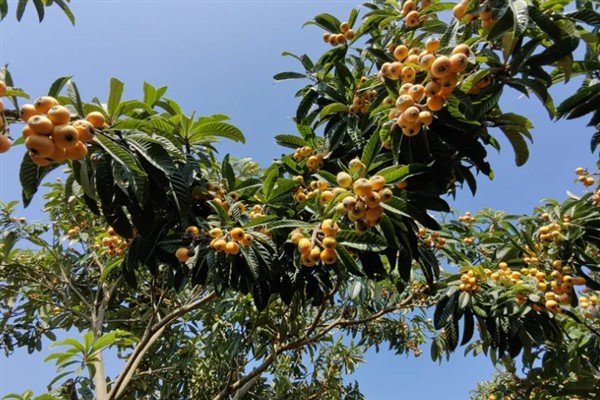 枇杷的成熟时间，以4-6月份为主