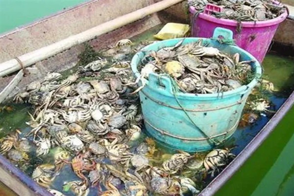 河蟹发黑怎么办，脱壳前外壳发黑可采取换水、增氧等措施