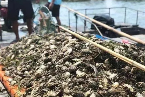 河蟹发黑怎么办，脱壳前外壳发黑可采取换水、增氧等措施