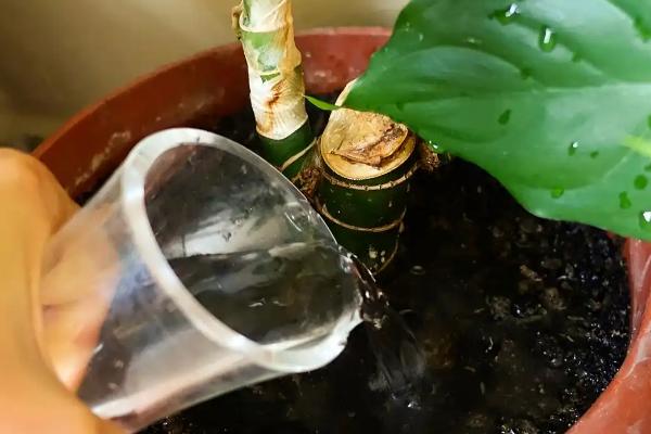 茶花的换盆方法，选用透气性、排水性好的陶瓷盆