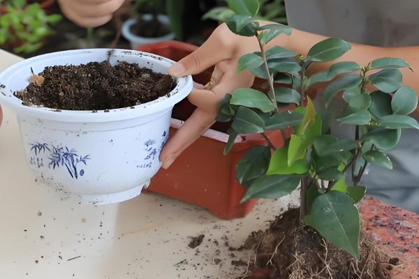 茶花的换盆方法，选用透气性、排水性好的陶瓷盆