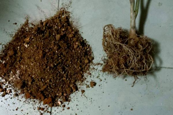 茶花的换盆方法，选用透气性、排水性好的陶瓷盆