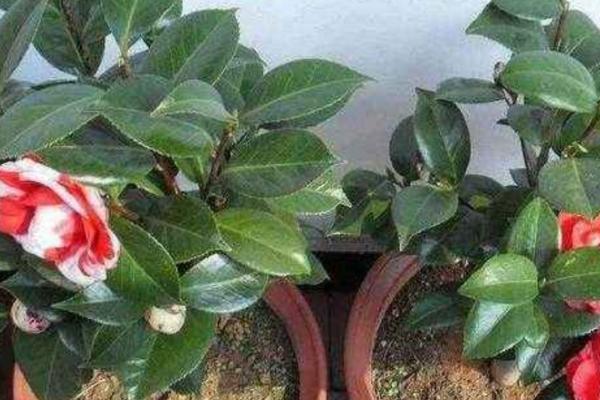 茶花的换盆方法，选用透气性、排水性好的陶瓷盆
