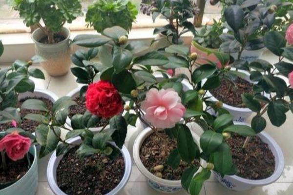 茶花的换盆方法，选用透气性、排水性好的陶瓷盆
