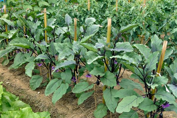 提高茄子坐果率的方法，采取摘心控旺、人工授粉等措施均可实现