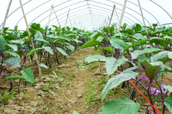 提高茄子坐果率的方法，采取摘心控旺、人工授粉等措施均可实现