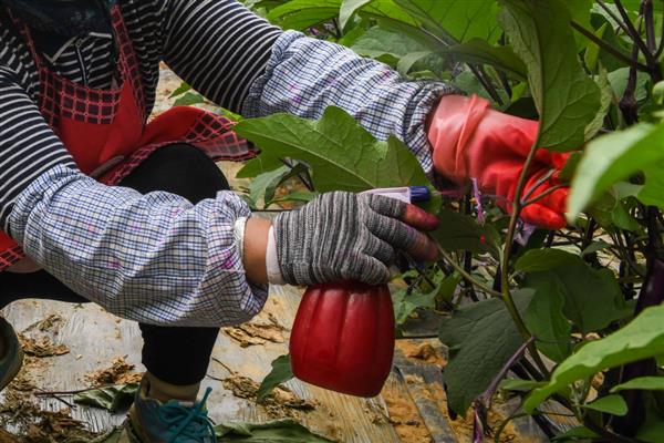 提高茄子坐果率的方法，采取摘心控旺、人工授粉等措施均可实现